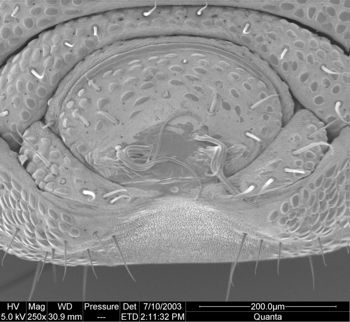 Media type: image; Invertebrate Zoology 134644